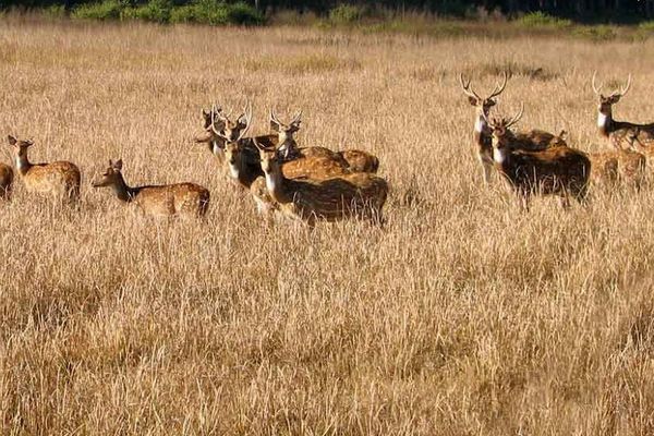 Gajner Wildlife Sanctuary