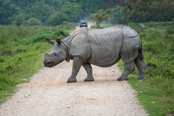 Kaziranga