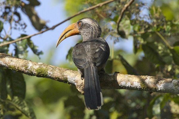 Thattekkad Bird Sanctuary