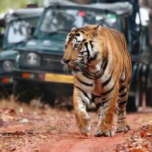 Ranthambore National Park2