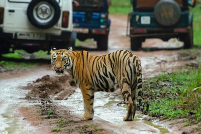 ranthambore